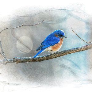 Eastern Bluebird in Botanical Art Fine Art Photograph - new item